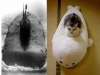the U.S.S. fatcat