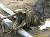 Sakhalin Monster